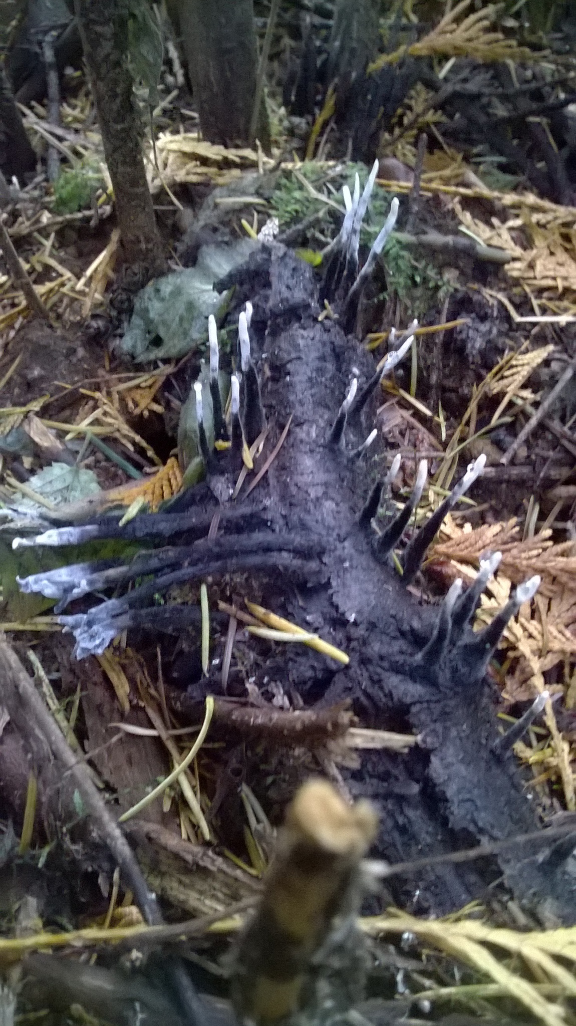 Xylaria polymorpha image