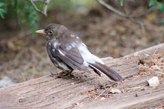 Turdus merula
