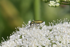 Chrysanthia geniculata