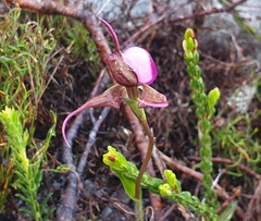 Disperis capensis