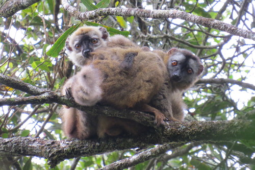 Red-fronted Brown Lemur