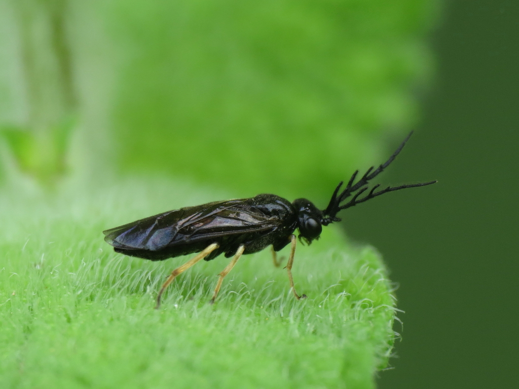 bristly rose sawfly