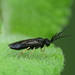 Bristly Rose Sawfly - Photo (c) Simon Oliver, some rights reserved (CC BY-NC), uploaded by Simon Oliver
