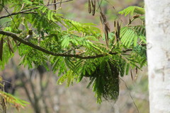 Zosterops maderaspatanus