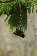 Ploceus nelicourvi