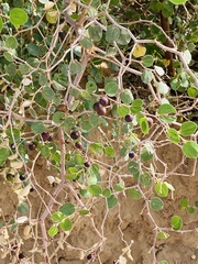 Ziziphus nummularia
