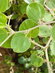 Ziziphus nummularia