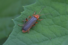Cantharis livida