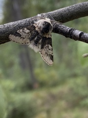 Furcula scolopendrina