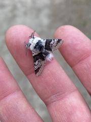 Furcula scolopendrina