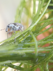 Phytobius leucogaster