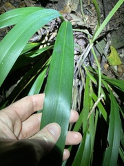 Dianella atraxis