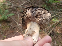 Russula densifolia