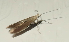 Coleophorinae