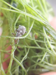 Phytobius leucogaster