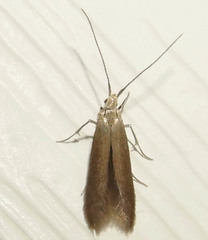 Coleophorinae