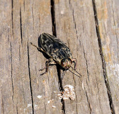 Chalcophora mariana massiliensis