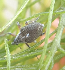 Phytobius leucogaster