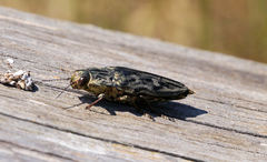 Chalcophora mariana massiliensis