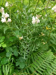 Linaria nivea