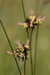 Juncus jacquinii