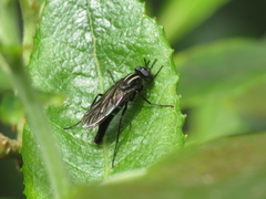 Thereva albovittata