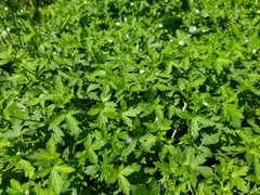 Geranium sibiricum