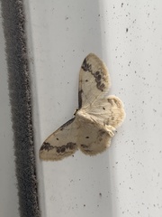 Idaea trigeminata