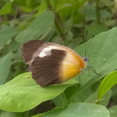 Mylothris chloris chloris