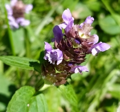 Prunella vulgaris