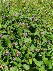 Prunella vulgaris