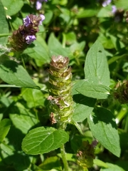 Prunella vulgaris