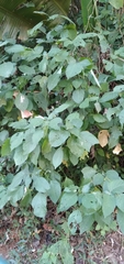 Isoglossa woodii