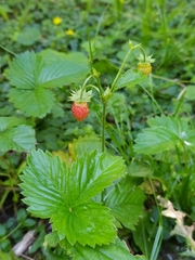 Fragaria vesca