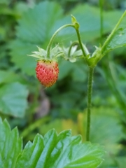 Fragaria vesca