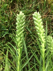 Dactylorhiza viridis