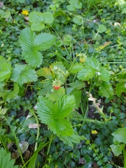 Fragaria vesca