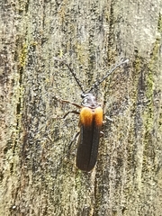 Omethidae