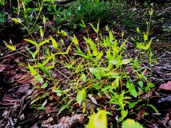 Stellaria fenzlii