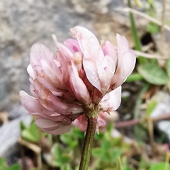 Trifolium thalii
