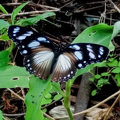 Hypolimnas anthedon anthedon