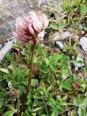 Trifolium thalii