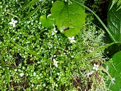 Houstonia serpyllifolia