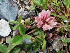 Trifolium thalii