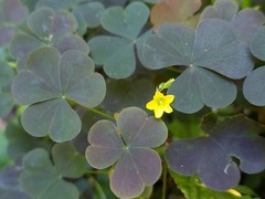 Oxalis stricta rufa