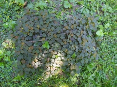 Oxalis stricta rufa