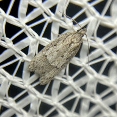 Acantholena