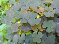 Oxalis stricta rufa