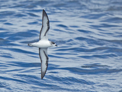 Pterodroma baraui