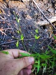 Stellaria fenzlii